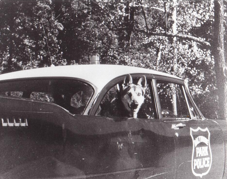 Balti Park police K9